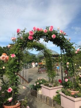 バラ｜「木下花店」　（岡山県新見市の花キューピット加盟店 花屋）のブログ